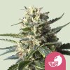 Royal Queen Seeds Lemon Shining Silver Haze, feminized (Balení 10 ks)
