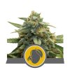 76515 royal queen seeds mango crunch regular