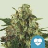 Royal Queen Seeds Medical Mass, CBD feminized (Balení 10 ks)