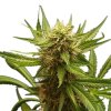 Royal Queen Seeds Northern Light, feminized (Balení 10 ks)