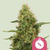 Royal Queen Seeds Northern Light, feminized (Balení 10 ks)