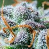 Royal Queen Seeds Northern Light Automatic, feminized autoflowering (Balení 10+10 ZDARMA)