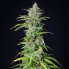 Royal Queen Seeds Northern Light Automatic, feminized autoflowering (Balení 10+10 ZDARMA)