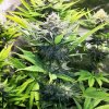 Royal Queen Seeds North Thunderfuck, feminized (Balení 10 ks)
