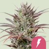 Royal Queen Seeds North Thunderfuck, feminized (Balení 10 ks)