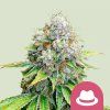 76536 royal queen seeds o g kush feminized