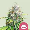 Royal Queen Seeds O.G. Kush, feminized (Balení 10 ks)
