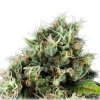 Royal Queen Seeds Power Flower, feminized (Balení 10 ks)