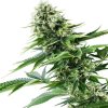 Royal Queen Seeds Power Flower, feminized (Balení 10 ks)