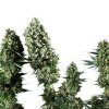 Royal Queen Seeds Power Flower, feminized (Balení 10 ks)