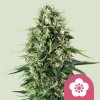 Royal Queen Seeds Power Flower, feminized (Balení 10 ks)