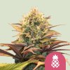Royal Queen Seeds Pineapple Kush, feminized (Balení 10 ks)