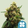 Royal Queen Seeds Painkiller XL Medical, feminized (Balení 10 ks)