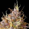 Royal Queen Seeds Purple Queen Automatic, feminized autoflowering (Balení 10 ks)