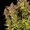 Royal Queen Seeds Purple Queen Automatic, feminized autoflowering (Balení 10 ks)