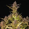 Royal Queen Seeds Purple Queen Automatic, feminized autoflowering (Balení 10 ks)