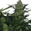 Royal Queen Seeds Royal AK Automatic, feminized autoflowering (Balení 10 ks)