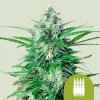 Royal Queen Seeds Royal AK Automatic, feminized autoflowering (Balení 10 ks)