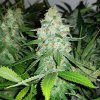 Royal Queen Seeds Royal AK, feminized (Balení 10 ks)