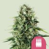 Royal Queen Seeds Royal AK, feminized (Balení 10 ks)