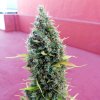Royal Queen Seeds Royal Bluematic, feminized autoflowering (Balení 10 ks)