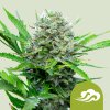 Royal Queen Seeds Royal Bluematic, feminized autoflowering (Balení 10 ks)