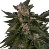 Royal Queen Seeds Royal Critical Automatic, feminized autoflowering (Balení 10 ks)
