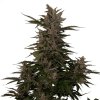 Royal Queen Seeds Royal Critical Automatic, feminized autoflowering (Balení 10 ks)