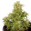 Royal Queen Seeds Royal Critical Automatic, feminized autoflowering (Balení 10 ks)