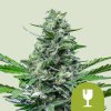 Royal Queen Seeds Royal Critical Automatic, feminized autoflowering (Balení 10 ks)