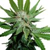 Royal Queen Seeds Royal Cheese Fast, feminized fast (Balení 10 ks)