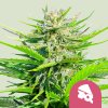 Royal Queen Seeds Royal Cheese Fast, feminized fast (Balení 10 ks)