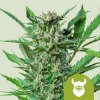 Royal Queen Seeds Royal Dwarf, feminized autoflowering (Balení 10 ks)