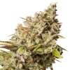 Royal Queen Seeds Royal Gorilla, feminized (Balení 10 ks)
