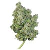 Royal Queen Seeds Royal Gorilla Auto, feminized autoflowering (Balení 10 ks)