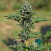 Royal Queen Seeds Royal Gorilla Auto, feminized autoflowering (Balení 10 ks)