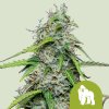 76587 royal queen seeds royal gorilla auto feminized autoflowering