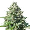 Royal Queen Seeds Royal Gorilla Auto, feminized autoflowering (Balení 10 ks)