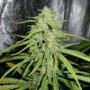 Royal Queen Seeds Royal Highness, CBD feminized (Balení 10 ks)