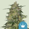 Royal Queen Seeds Royal Highness, CBD feminized (Balení 10 ks)