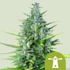 Royal Queen Seeds Royal Haze Automatic, feminized autoflowering (Balení 10 ks)