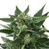 Royal Queen Seeds Royal Kush Automatic, feminized autoflowering (Balení 10 ks)