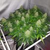 Royal Queen Seeds Royal Kush Automatic, feminized autoflowering (Balení 10 ks)