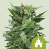 Royal Queen Seeds Royal Kush Automatic, feminized autoflowering (Balení 10 ks)