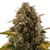 Royal Queen Seeds Royal Moby, feminized (Balení 10 ks)