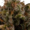 Royal Queen Seeds Royal Moby, feminized (Balení 10 ks)