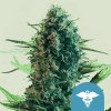 Royal Queen Seeds Royal Medic, CBD feminized (Balení 10 ks)