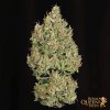 Royal Queen Seeds Royal Cookies Auto, feminized autoflowering (Balení 10 ks)