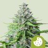 Royal Queen Seeds Royal Cookies Auto, feminized autoflowering (Balení 10 ks)