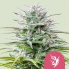 Royal Queen Seeds Speedy Chile, feminized fast (Balení 10 ks)